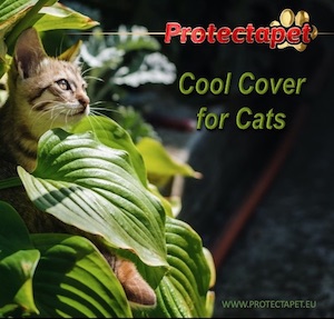 Cat hiding behind a Hosta Leaf advertising Protectapet Healthcare Plans for Cats in Spain.
